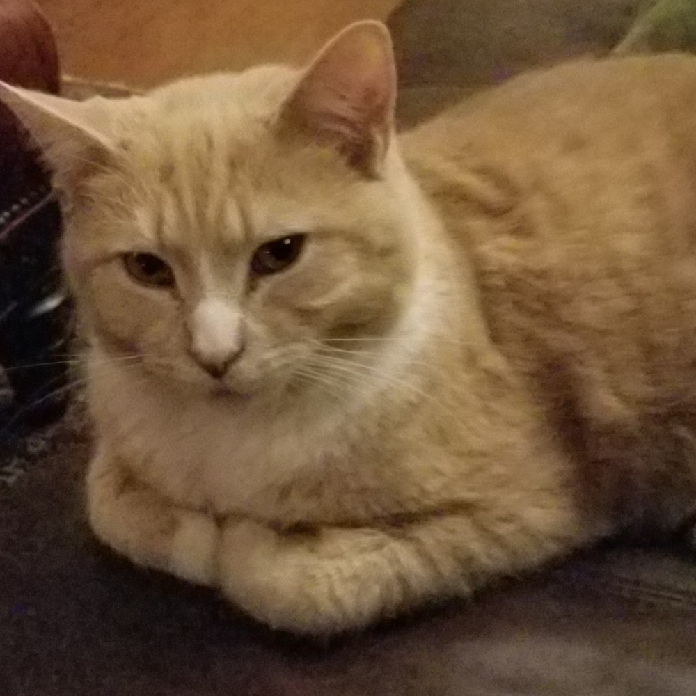 Meet your Posher, Ronda